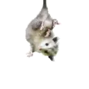 Límmiði