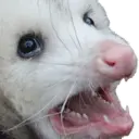Límmiði