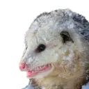 Límmiði
