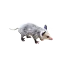 Límmiði