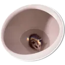 Límmiði
