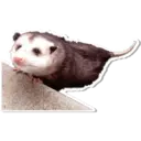 Límmiði