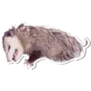 Límmiði