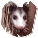 Límmiði