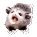 Límmiði