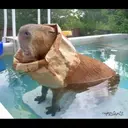 贴纸