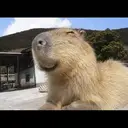 贴纸