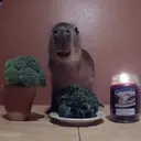 贴纸