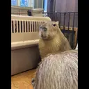 贴纸