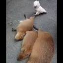 贴纸