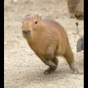 贴纸