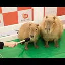 贴纸