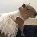 贴纸