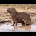 贴纸