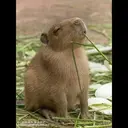 贴纸
