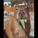 贴纸