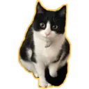 Límmiði