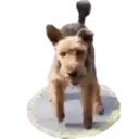 ஸ்டிக்கர்