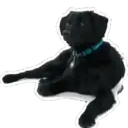 ஸ்டிக்கர்