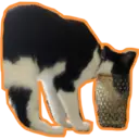 Límmiði