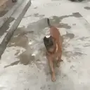 Çıkartma