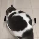 Çıkartma
