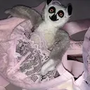 Figurinha