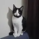 Çıkartma