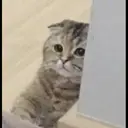 Çıkartma