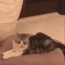 Çıkartma