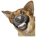 Stika