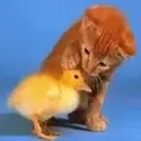 ステッカー