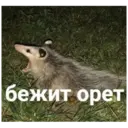 Límmiði