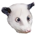 Límmiði