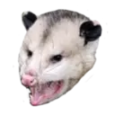 Límmiði