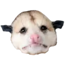 Límmiði