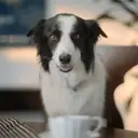 Çıkartma