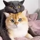 Çıkartma