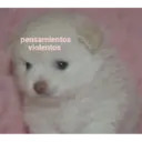 Կպչուն պիտակ