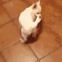 ملصق