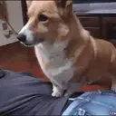 ملصق