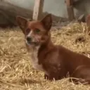 ملصق