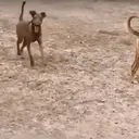 ملصق