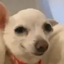 ملصق