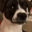 ملصق