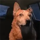 ملصق