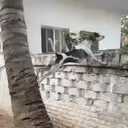 ملصق
