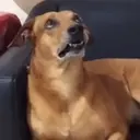ملصق