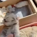 ស្ទីកเกอร์