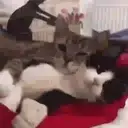 Կպչուն պիտակ